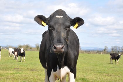 animal welfare cow ifoam organics europe